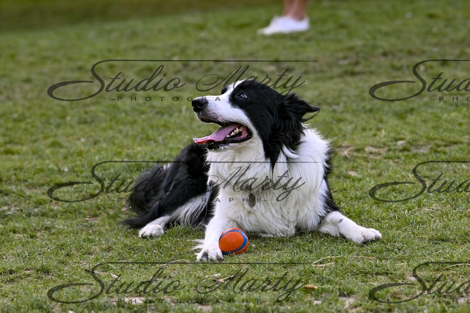 photo baseball